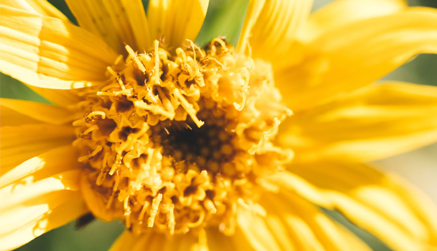 arnica_870 arnica Boiron