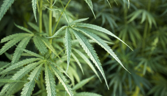 Cannabis per uso medico